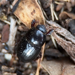Heteronychus arator (African black beetle) at Russell, ACT - 7 Oct 2025 by Hejor1