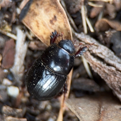 Heteronychus arator (African black beetle) at Russell, ACT - 7 Oct 2025 by Hejor1