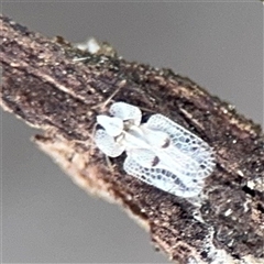 Corythucha ciliata (Sycamore Lace Bug) at Barton, ACT - 7 Oct 2025 by Hejor1