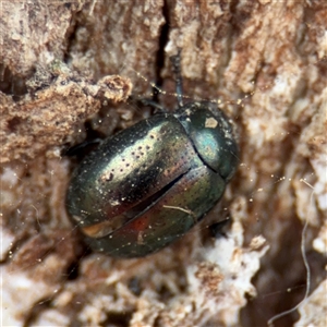 Chrysolina quadrigemina at Parkes, ACT - Today by Hejor1