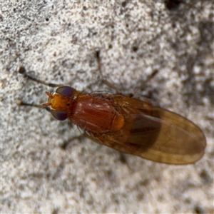 Rhagadolyra magnicornis at Parkes, ACT - Today by Hejor1