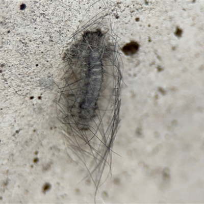 Lithosiini (IMMATURE) (A Footman or Lichen moth (Lithosiini)) at Barton, ACT - 7 Oct 2025 by Hejor1