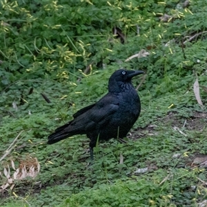 Corvus coronoides at Echuca, VIC - 13 Sep 2025 by AlisonMilton