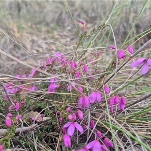 Tetratheca bauerifolia at Bungendore, NSW - Today by clarehoneydove