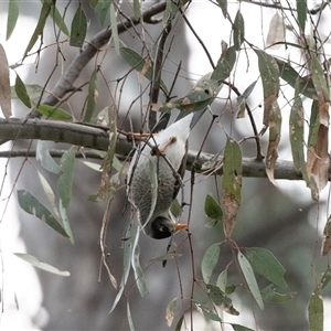 Manorina melanocephala at Echuca, VIC - 13 Sep 2025 by AlisonMilton