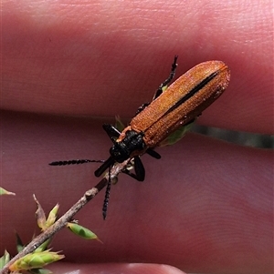 Rhinotia haemoptera by clarehoneydove
