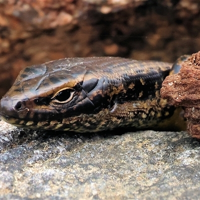 Eulamprus heatwolei (Yellow-bellied Water Skink) at West Wodonga, VIC - 7 Oct 2025 by KylieWaldon