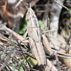 Apotropis tricarinata (Eastern striped grasshopper) by clarehoneydove