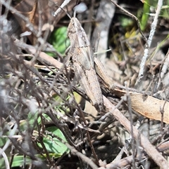 Apotropis tricarinata at suppressed - suppressed