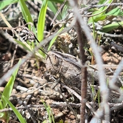 Apotropis tricarinata at suppressed - suppressed