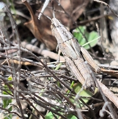 Apotropis tricarinata at suppressed - suppressed