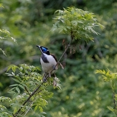 Entomyzon cyanotis (Blue-faced Honeyeater) at Echuca, VIC - 13 Sep 2025 by AlisonMilton