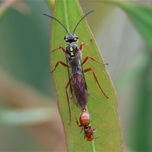 Unverified Flower Wasps (Scoliidae, Thynnidae or Tiphiidae) at West Wodonga, VIC - Today by KylieWaldon
