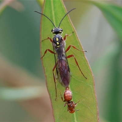 Aeolothynnus sp. (genus) (A flower wasp) at West Wodonga, VIC - 7 Oct 2025 by KylieWaldon