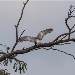 Eolophus roseicapilla at Echuca, VIC - 13 Sep 2025 by AlisonMilton