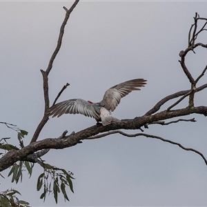 Eolophus roseicapilla at Echuca, VIC - 13 Sep 2025 by AlisonMilton