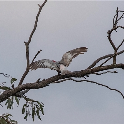 Eolophus roseicapilla at Echuca, VIC - 13 Sep 2025 by AlisonMilton