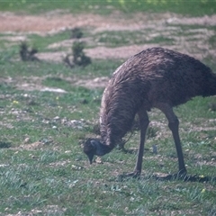 Dromaius novaehollandiae at Monarto, SA - 15 Sep 2025 by AlisonMilton