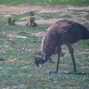 Dromaius novaehollandiae at Monarto, SA - 15 Sep 2025 by AlisonMilton