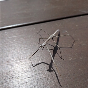 Archimantis sp. (genus) at Wright, ACT - Today by Rebeccajgee