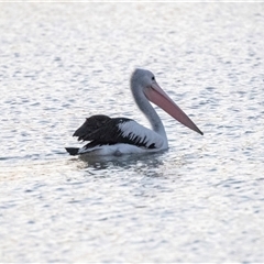 Pelecanus conspicillatus (Australian Pelican) at Berri, SA - 15 Sep 2025 by AlisonMilton