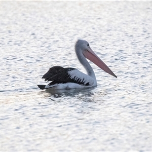 Pelecanus conspicillatus at Berri, SA - 15 Sep 2025 07:31 AM