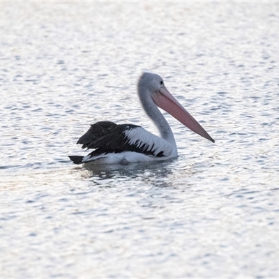 Pelecanus conspicillatus (Australian Pelican) at Berri, SA - 15 Sep 2025 by AlisonMilton