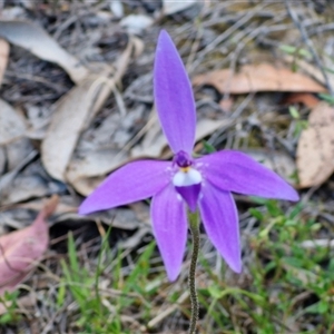 Glossodia major at Kingsdale, NSW - Today by trevorpreston