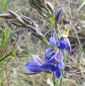 Thelymitra ixioides at Penrose, NSW - Today by Aussiegall