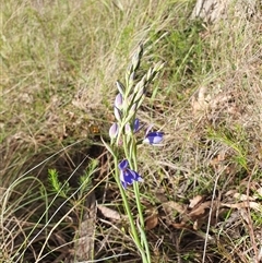 Thelymitra ixioides at Penrose, NSW - suppressed