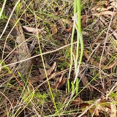 Thelymitra ixioides at Penrose, NSW - suppressed