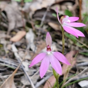 Caladenia carnea at Kingsdale, NSW - Today by trevorpreston