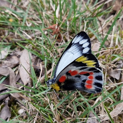 Delias harpalyce (Imperial Jezebel) at Kingsdale, NSW - 7 Oct 2025 by trevorpreston