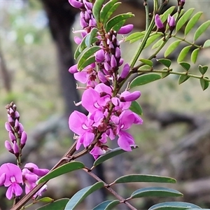 Indigofera australis subsp. australis at Kingsdale, NSW - Today by trevorpreston
