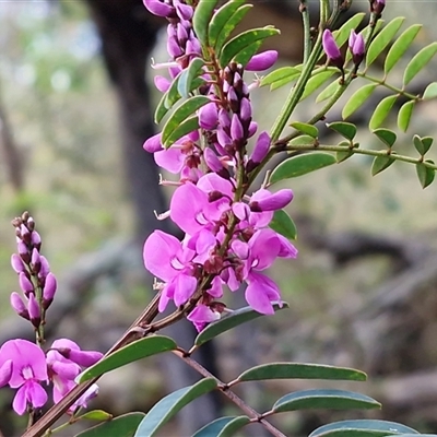 Indigofera australis subsp. australis (Australian Indigo) at Kingsdale, NSW - 7 Oct 2025 by trevorpreston