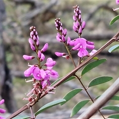 Indigofera australis subsp. australis at Kingsdale, NSW - 7 Oct 2025 05:33 PM