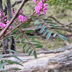 Indigofera australis subsp. australis at Kingsdale, NSW - 7 Oct 2025 05:33 PM