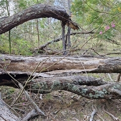Indigofera australis subsp. australis at Kingsdale, NSW - 7 Oct 2025 05:33 PM