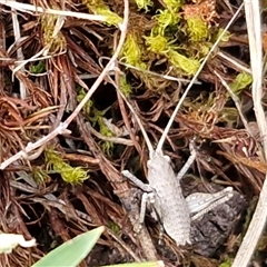 Lanciana montana (Montane Ground Shield-back) at Kingsdale, NSW - 7 Oct 2025 by trevorpreston