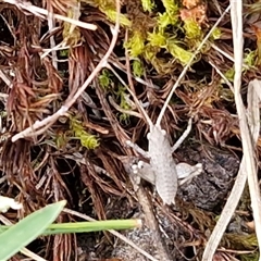 Lanciana montana at Kingsdale, NSW - 7 Oct 2025 05:31 PM