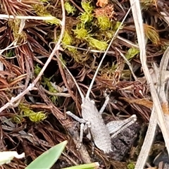 Lanciana montana at Kingsdale, NSW - 7 Oct 2025 05:31 PM