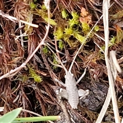 Lanciana montana at Kingsdale, NSW - 7 Oct 2025 05:31 PM