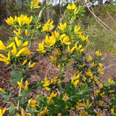 Cytisus scoparius subsp. scoparius (Scotch Broom, Broom, English Broom) at Penrose, NSW - 7 Oct 2025 by Aussiegall