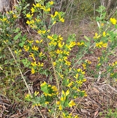 Cytisus scoparius subsp. scoparius at Penrose, NSW - 7 Oct 2025 05:26 PM