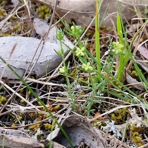 Galium gaudichaudii subsp. gaudichaudii at Kingsdale, NSW - Today by trevorpreston