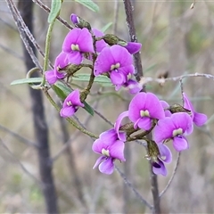 Glycine clandestina (Twining Glycine) at Kingsdale, NSW - 7 Oct 2025 by trevorpreston