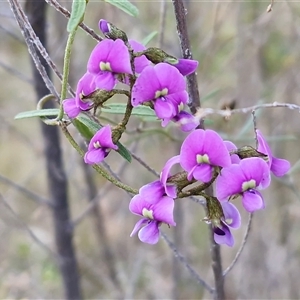 Glycine clandestina at Kingsdale, NSW - Today by trevorpreston