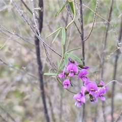 Glycine clandestina at Kingsdale, NSW - 7 Oct 2025 05:30 PM