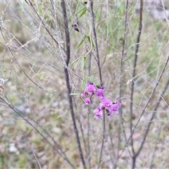 Glycine clandestina at Kingsdale, NSW - 7 Oct 2025 05:30 PM