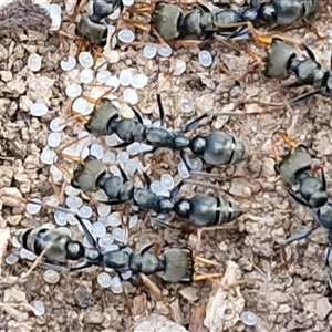 Myrmecia sp., pilosula-group (Jack jumper) at Kingsdale, NSW - Today by trevorpreston